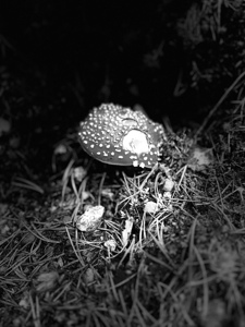 Scenes from the Trail- Fly Agaric in Black and White